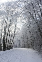 Лесная тропа / Раубичи