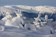 танцы... / ёлочки тоже радовались,
когда Солнце поднялось)