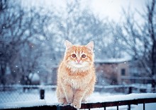 Зима / Первая зима котёнка.