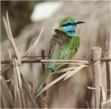 НА ВЕТРУ... / Зелёная, или персидская щурка (Merops persicus)