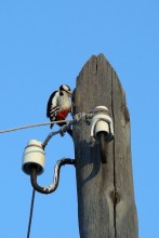 Электромонтёр / Снимок сделан в глухой алтайской деревне