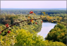 Шиповник / Шиповник над рекой