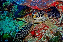 Мудрая черепаха / Подводная съемка, Мальдивы, глубина около 15 м, Олимпус 7070 в боксе Икелайт
