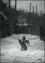 О любви не говори ... / охрана дачного массива