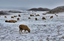 зимний пейзаж с барашками / Чарын