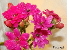 капли / капельки воды на розовом цветке