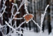 Лесная Валентинка... / Зимний лес.Красота неописуема.И вот однажды сфотографировал такой зимний сюжетик.