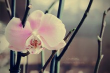 Orchids. / Orchids.