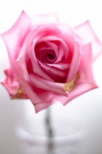 Роза / Природная красота