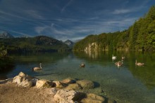 Alpsee / пейзаж