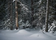 На краю... / Зимний лес