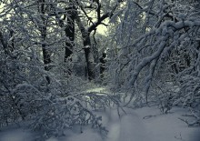 Тишина серебряного леса / Зима в Святогорье