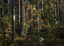 В лесных дебрях / Осень в лесу