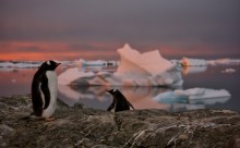 вечерний пейзаж с пингвинами / суровые южные птицы в конце тяжелого трудового дня любуются закатом