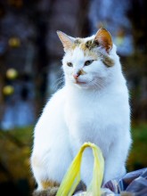  / Котик на свалке