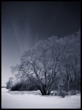 _ice tree_ / минское море