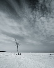 Одиночество / На отмели стояли пять дерев. Теперь одно.