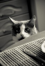 Шпион / Кот не будет котом, коль он за едой не шпион!