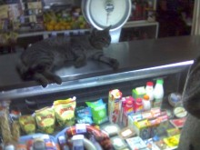 кошка / хозяйка магазина