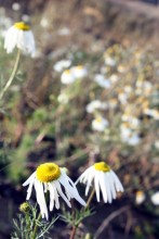 last camomile / autumn 2010