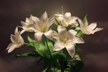 Тюльпаны / Белые тюльпаны