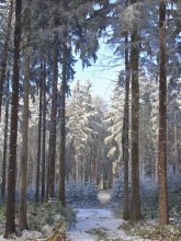 зимовий сон / зима в карпатах