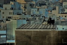 dream on / Израиль, прямо на крыше статуя ребёнка