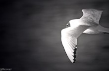 johnatan livingstone.......the seagull / ..................