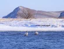 лебеди / зима, февраль, река, лебеди