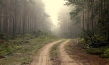 Лесная дорога / лес утро