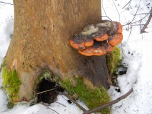 Такой вот гриб. / В весеннем лесу нашёл вот такое чудо.