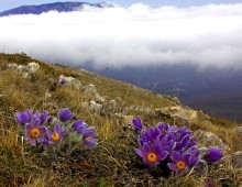 Весна на южных склонах Крымских гор / Верхнее плато Чатыр-Дага. Крым