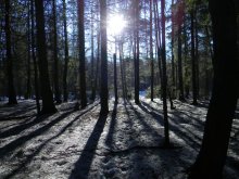 Весна в лесу. / Лес под г.Минск.Весна,солнце опускается,лес красиво подсвечен.