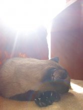 Кот и солнце - день чудесный! / &quot;А на солнце я лежу и что-то тихо-тихо себе сню...&quot;
