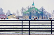 Птицы на жердочке / Хельсинки март 2011