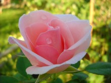 Прекрасная роза. / Роза которая росла на даче.