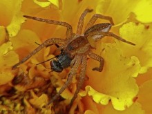 Охотник и добыча / охотник - Большой сплавной паук Dolomedes plantarius
добыча - муха мясная ?