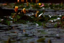 Красота воды / ******