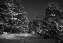 Лесными тропами / зимние прогулки