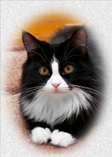 Кошачий портрет / Любимая кошка и немного фотошопа