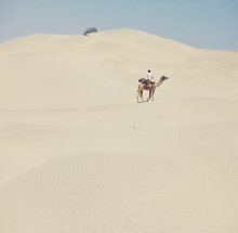 наперегонки / Индия, пустыня Тара. Мой проводник едет на верблюде. Hе имея другого объекта для съёмки в этом пространстве я передвигаюсь параллельно им по соседней дюне.