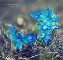 Синева / вот такая красота растет у меня возде подъезда.. :)