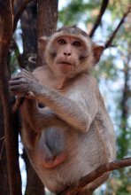 Циркач / Циркач на ветке-Тайланд