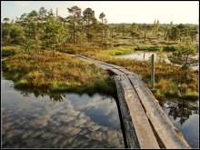 доўгая дарога II / балота, нацыянальны парк Кемери, Латвія