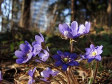 Подснежники. / Первые цветы.