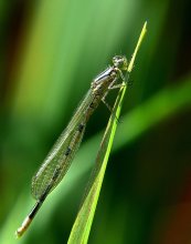 Стрекоза Стрелка-девушка / Coenagrion puella