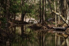 Здесь чудеса, здесь леший бродит... / парк сергиевка, петергоф.