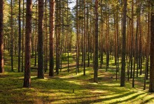 Игра света и тени.(2) / Старая фоторабота в новой редакции.
В лесу на окраине родного города Дубна.