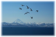 В полёте_ / Камчатка, Авачинская бухта, Тихий океан, чайки, весна 2011