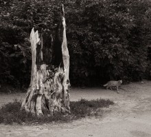 "Лукоморья больше нет..." / от дубов пропал и след."(В.С.Высоцкий)
